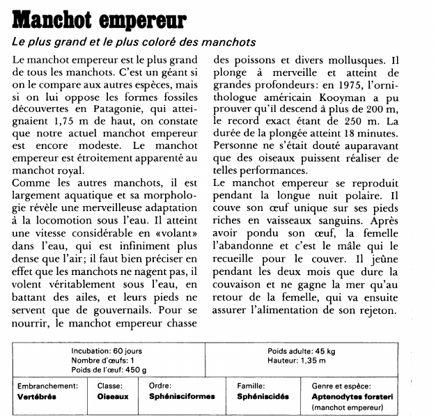 Prévisualisation du document Manchot empereur:Le plus grand et le plus coloré des manchots.