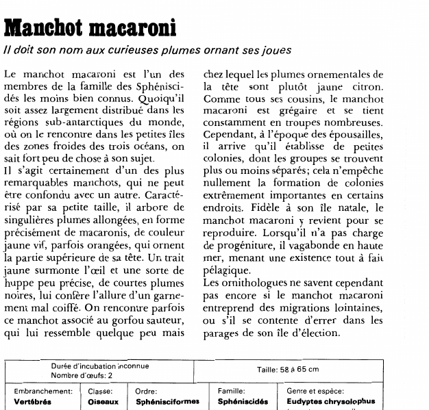Prévisualisation du document Manchot macaroni:Il doit son nom aux curieuses plumes ornant ses joues.