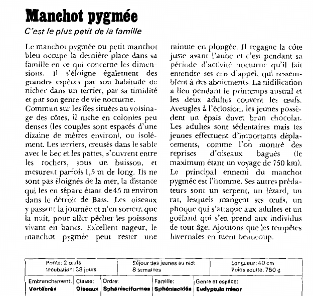 Prévisualisation du document Manchot pygmée:C'est le plus petit de la famille.