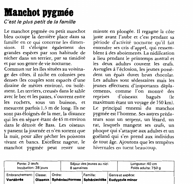 Prévisualisation du document Manchot pygmée:C'est le plus petit de la famille.