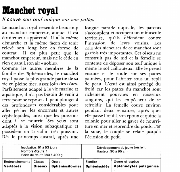 Prévisualisation du document Manchot royal:Il couve son œuf unique sur ses pattes.
