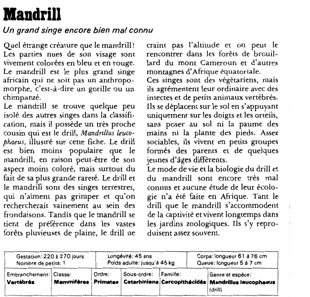 Prévisualisation du document Mandrill:Un grand singe encore bien mal connu.