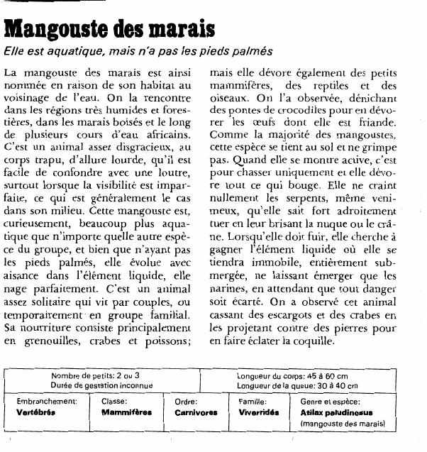 Prévisualisation du document Mangouste des maraisElle est aquatique, mais n'a pas les pieds palmésLa mangouste des marais est ainsi nommée en raison de son habitat au voisinage de l'eau.