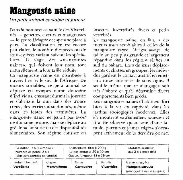 Prévisualisation du document Mangouste naine:Un petit animal sociable et joueur.