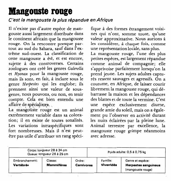 Prévisualisation du document Mangouste rougeC'est la mangouste la plus répandue en AfriqueIl n'existe pas d'autre espèce de mangouste aussi largement distribuée dans le continent africain que la mangouste rouge.