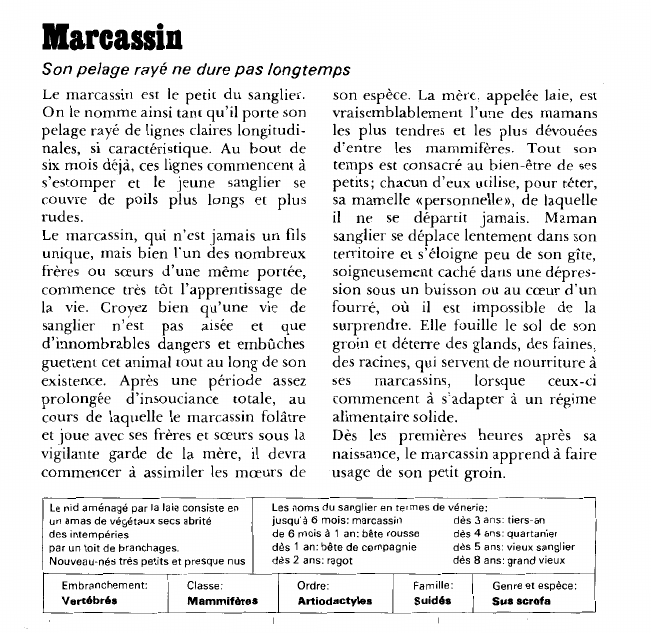 Prévisualisation du document Marcassin:Son pelage rayé ne dure pas longtemps.