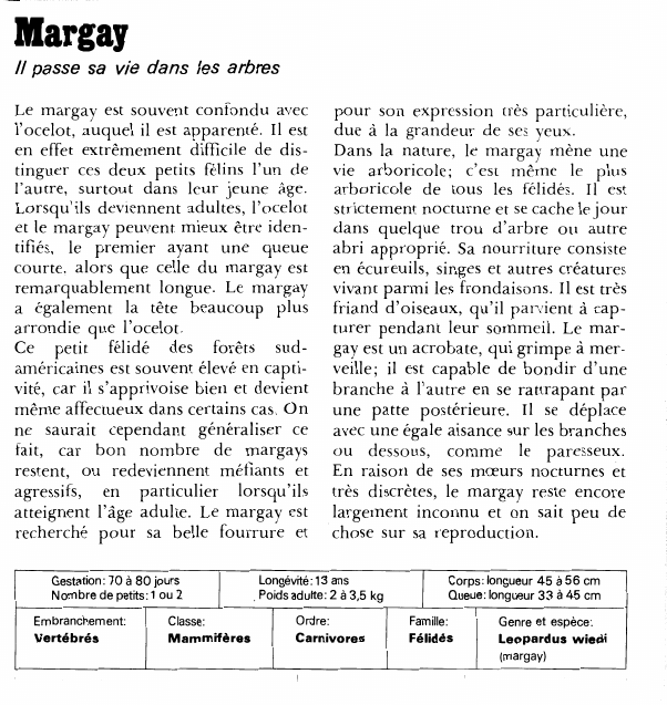 Prévisualisation du document MargayIl passe sa vie dans les arbresLe margay est souvent confondu avec l'ocelot, auquel il est apparenté.