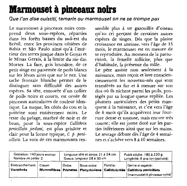 Prévisualisation du document Marmouset à pinceaux noirs:Que l'on dise ouistiti, tamarin ou marmouset on ne se trompe pas.