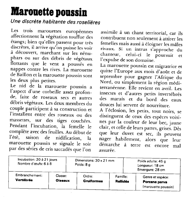 Prévisualisation du document Marouette poussin:Une discrète habitante des roselières.