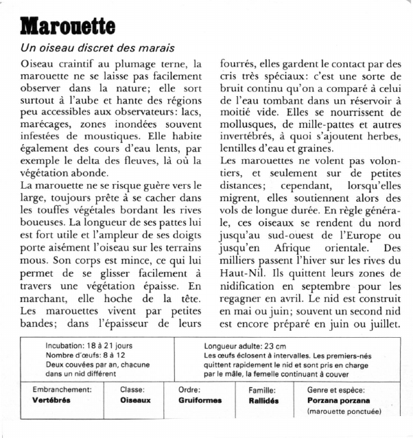 Prévisualisation du document Marouette:Un oiseau discret des marais.