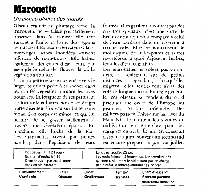 Prévisualisation du document Marouette:Un oiseau discret des marais.