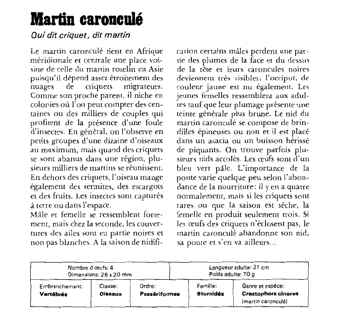 Prévisualisation du document Martin caronculéQui dit criquet, dit martin.
