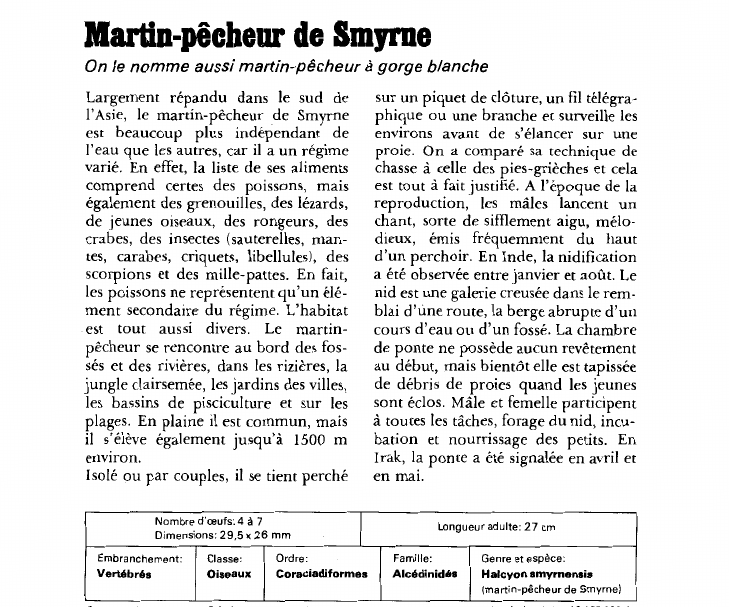 Prévisualisation du document Martin-pécheur de Smyrne:On le nomme aussi martin-pêcheur à gorge blanche.