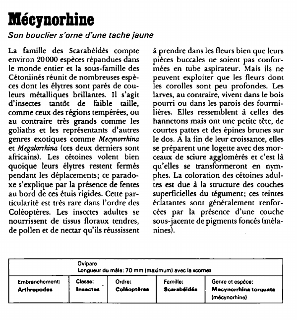 Prévisualisation du document Mécynorhine:Son bouclier s'orne d'une tache jaune.