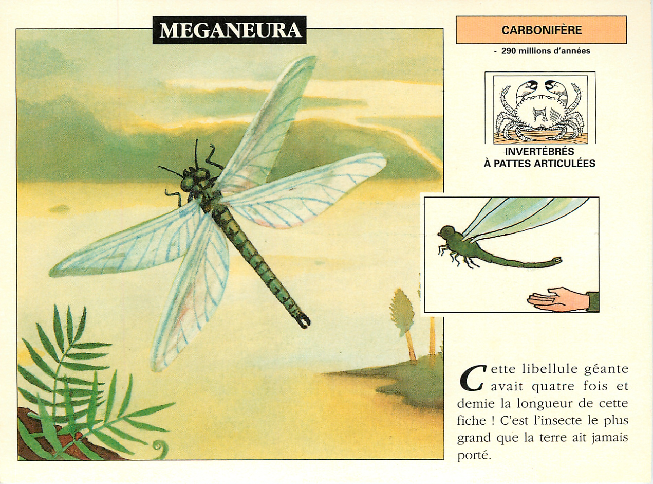 Prévisualisation du document MEGANEURA