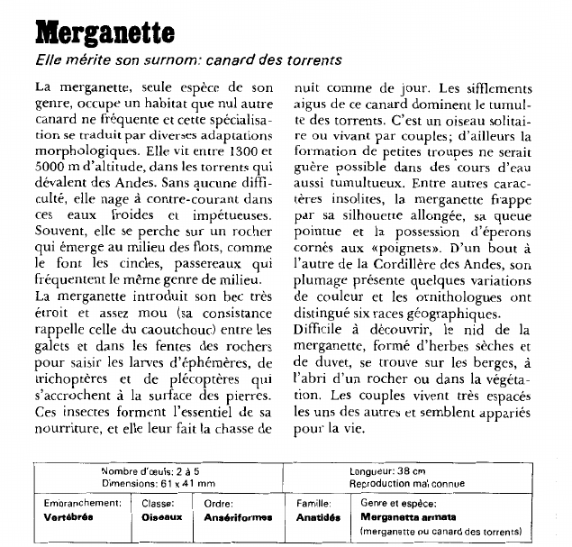 Prévisualisation du document Merganette:Elle mérite son surnom: canard des torrents.