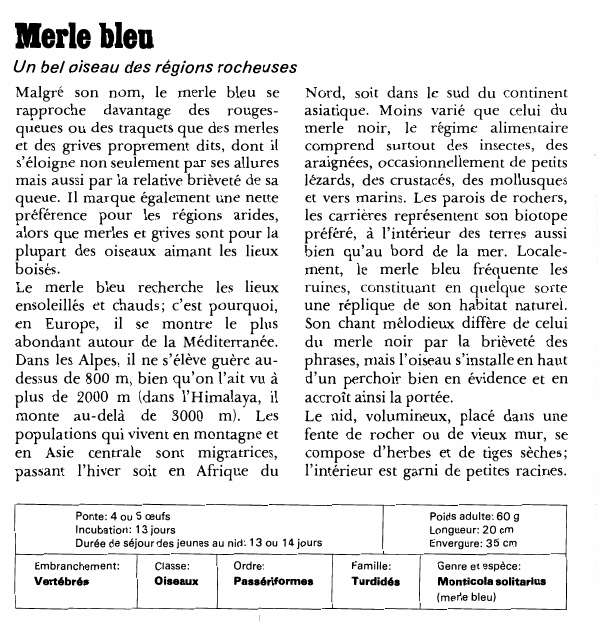Prévisualisation du document Merle bleu:Un bel oiseau des régions rocheuses.