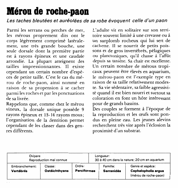 Prévisualisation du document Mérou de roche-paonLes taches bleutées et auréolées de sa robe