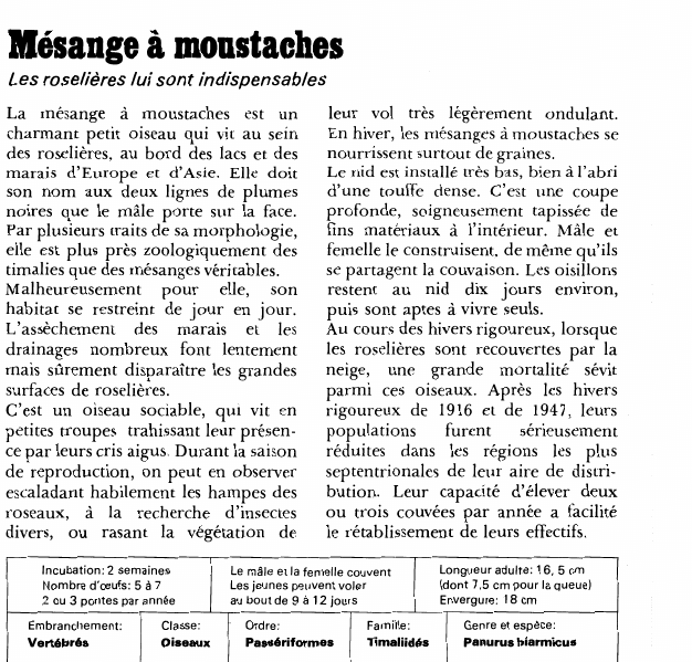 Prévisualisation du document Mésange à moustaches:Les roselières lui sont indispensables.