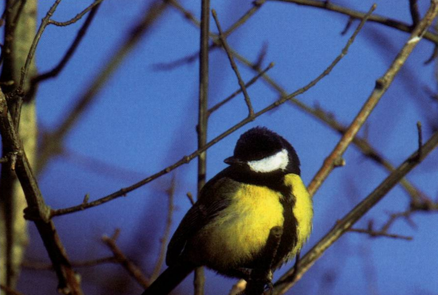 Prévisualisation du document MÉSANGE CHARBONNIÈRE