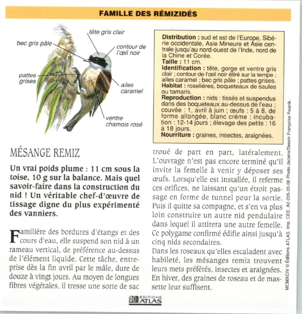 Prévisualisation du document MÉSANGE REMIZ