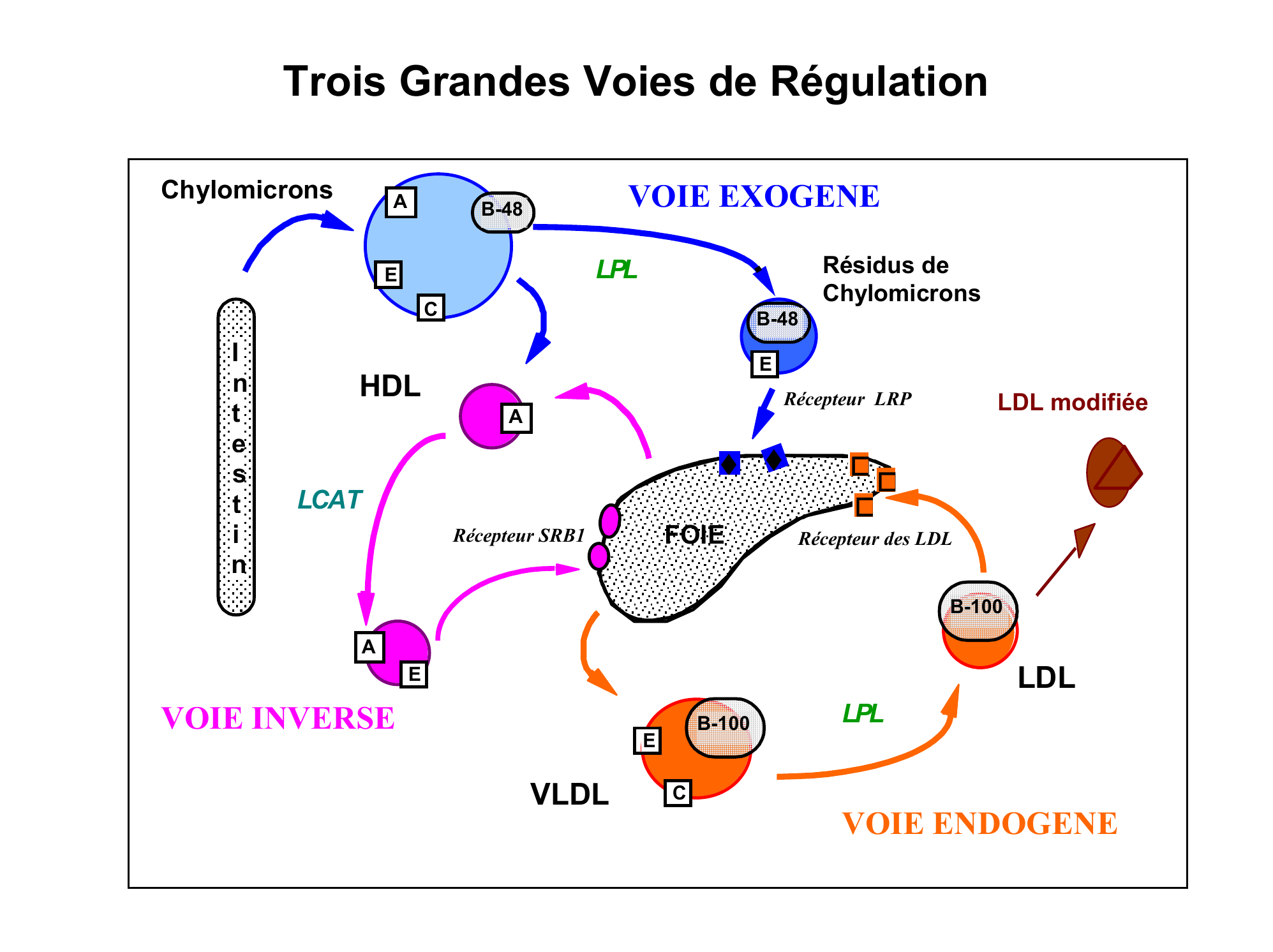 Prévisualisation du document Métabolisme des Lipoprotéines