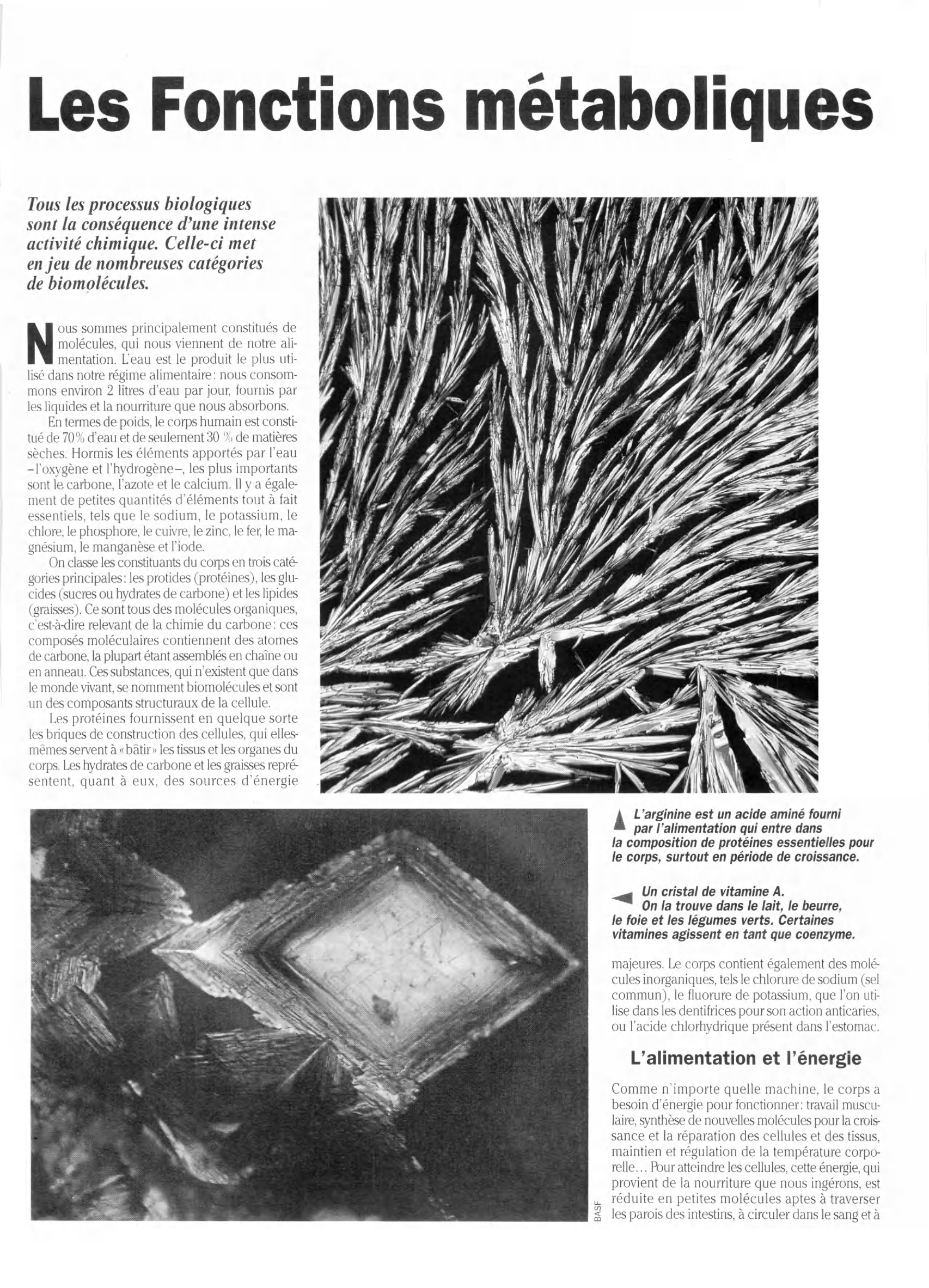 Prévisualisation du document Métabolisme