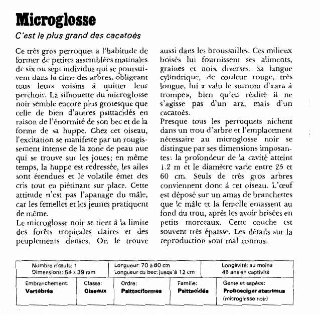 Prévisualisation du document MicroglosseC'est le plus grand des cacatoès.