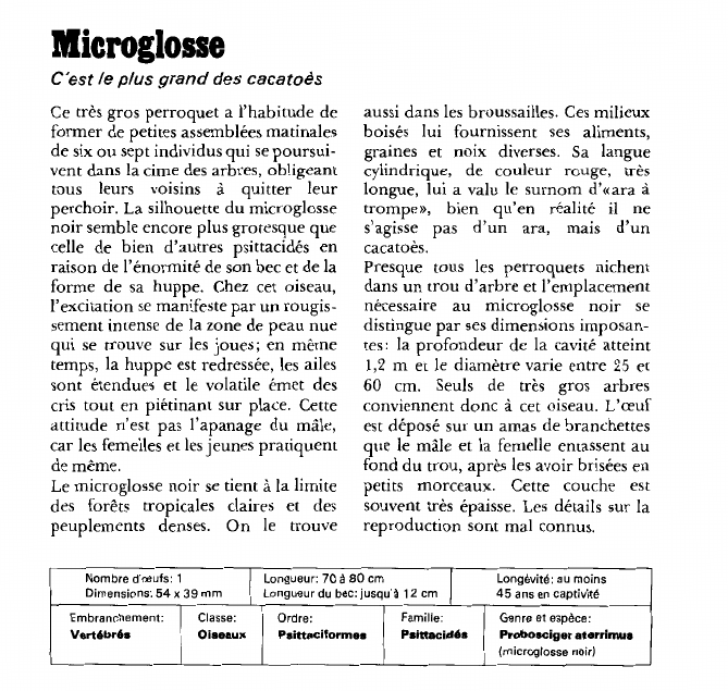 Prévisualisation du document Microglosse:C'est le plus grand des cacatoès.