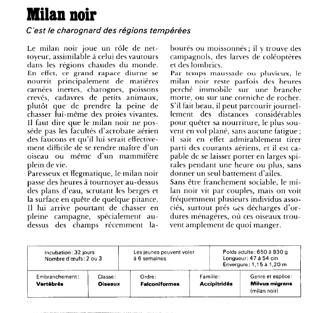 Prévisualisation du document Milan noir:C'est le charognard des régions tempérées.