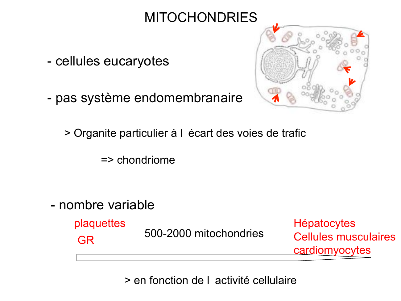 Prévisualisation du document MITOCHONDRIES- cellules eucaryotes- pas système endomembranaire> Organite particulier à l