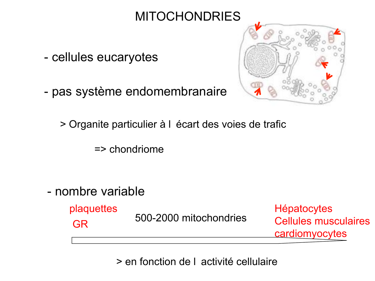 Prévisualisation du document MITOCHONDRIES
- cellules eucaryotes
- pas système endomembranaire
> Organite particulier à l écart des voies de trafic
=> chondriome...