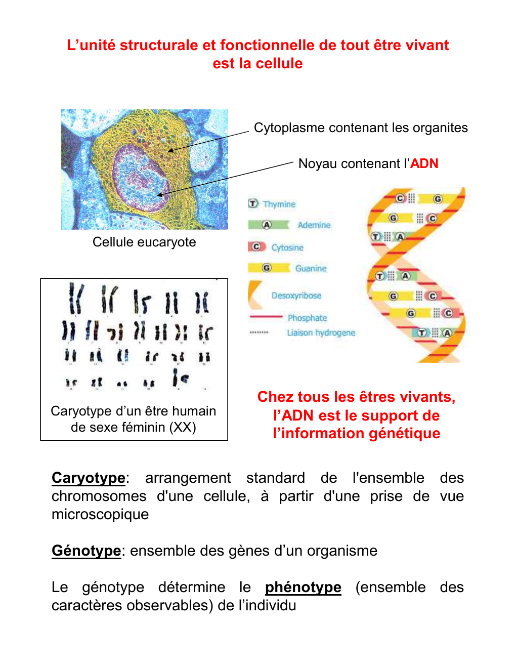 Prévisualisation du document Mitose méiose L’unité structurale et fonctionnelle de tout être vivant est la cellule