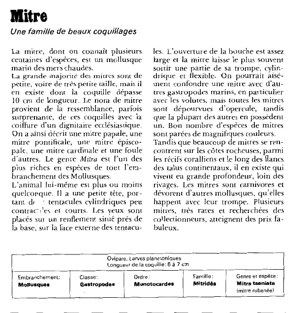 Prévisualisation du document Mitre:Une famille de beaux coquillages.