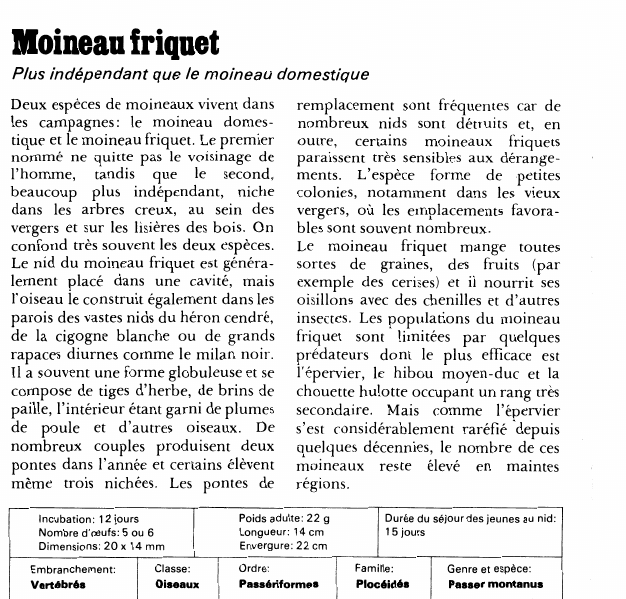 Prévisualisation du document Moineau friquet:Plus indépendant que le moineau domestique.