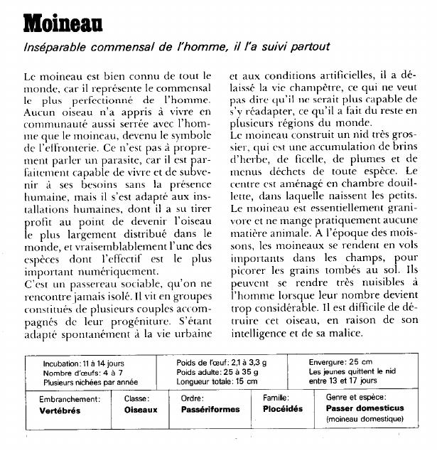 Prévisualisation du document Moineau:Inséparable commensal de l'homme, il l'a suivi partout.