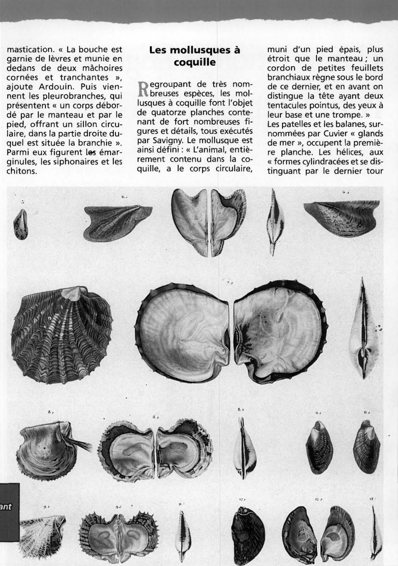 Prévisualisation du document Mollusques et crustacés