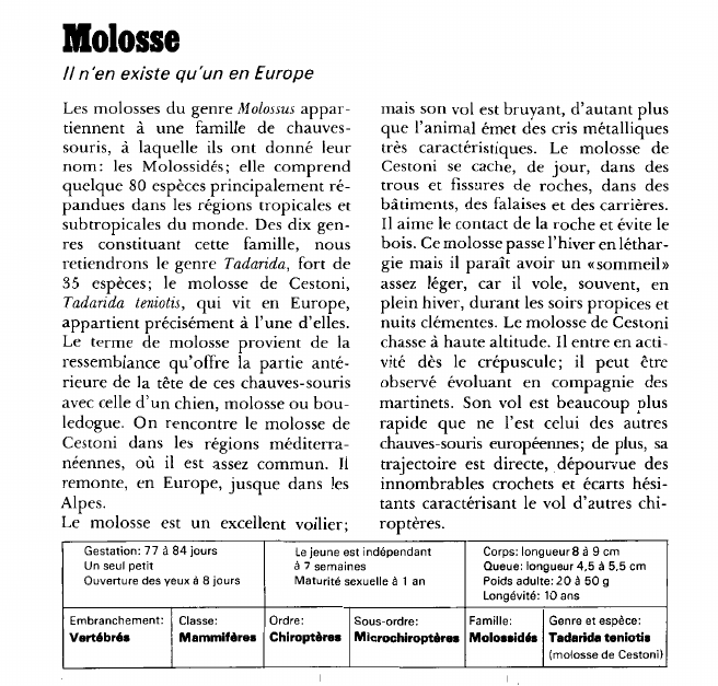Prévisualisation du document Molosse:II n'en existe qu'un en Europe.