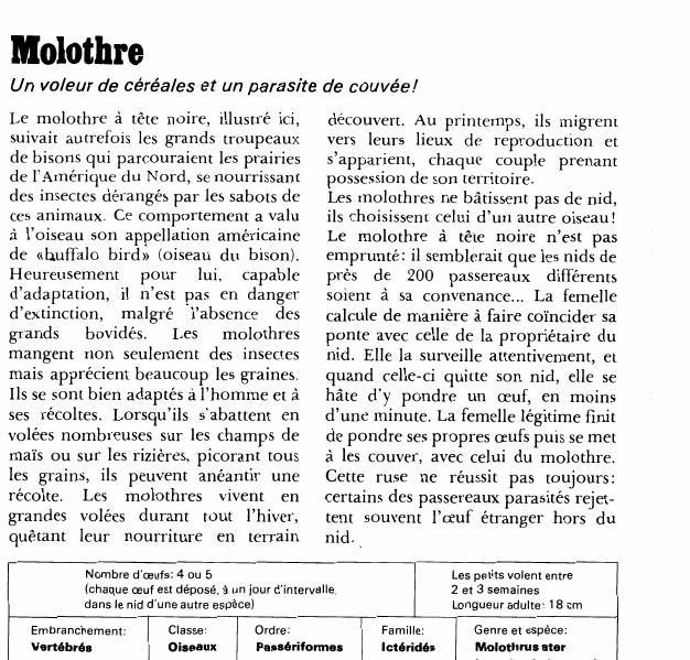 Prévisualisation du document Molothre:Un voleur de céréales et un parasite de couvée!