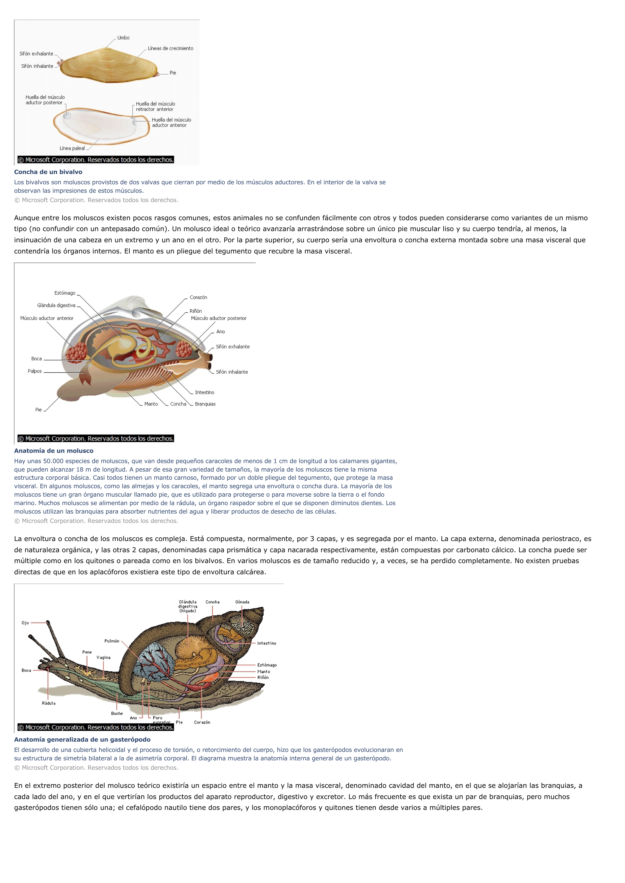 Prévisualisation du document Molusco - ciencias de la naturaleza.