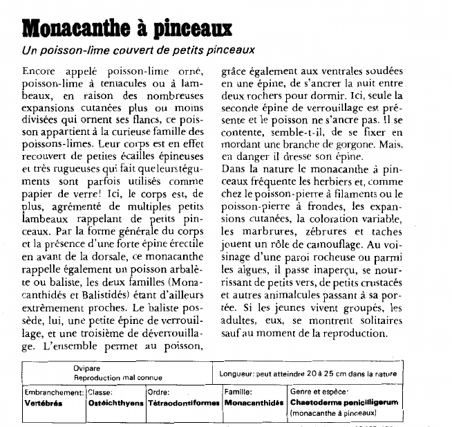 Prévisualisation du document Monacanthe à pinceaux:Un poisson-lime couvert de petits pinceaux.