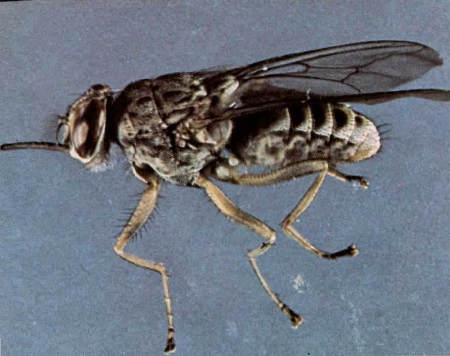 Prévisualisation du document Mouche tsé-tsé:
C'est l'insecte le plus dangereux d'Afrique.