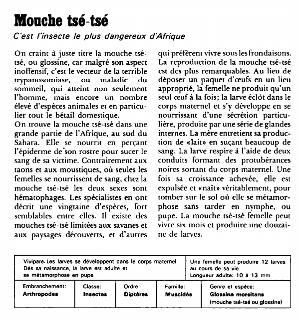 Prévisualisation du document Mouche tsé-tsé:C'est l'insecte le plus dangereux d'Afrique.