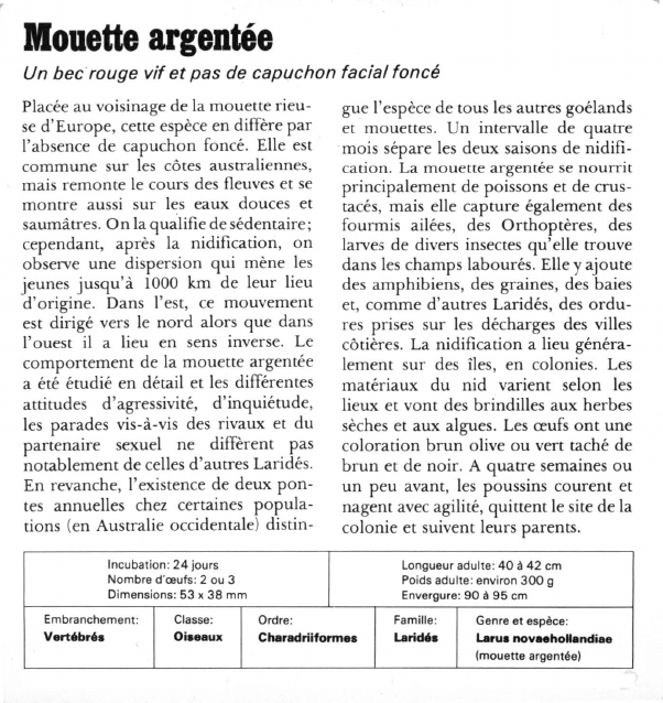 Prévisualisation du document Mouette argentée:Un bec rouge vif et pas de capuchon facial foncé.