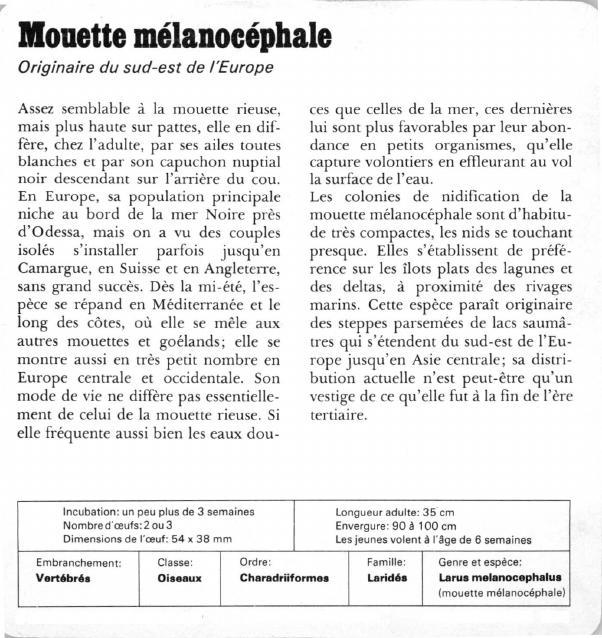Prévisualisation du document Mouette mélanocéphale:Originaire du sud-est de l'Europe.