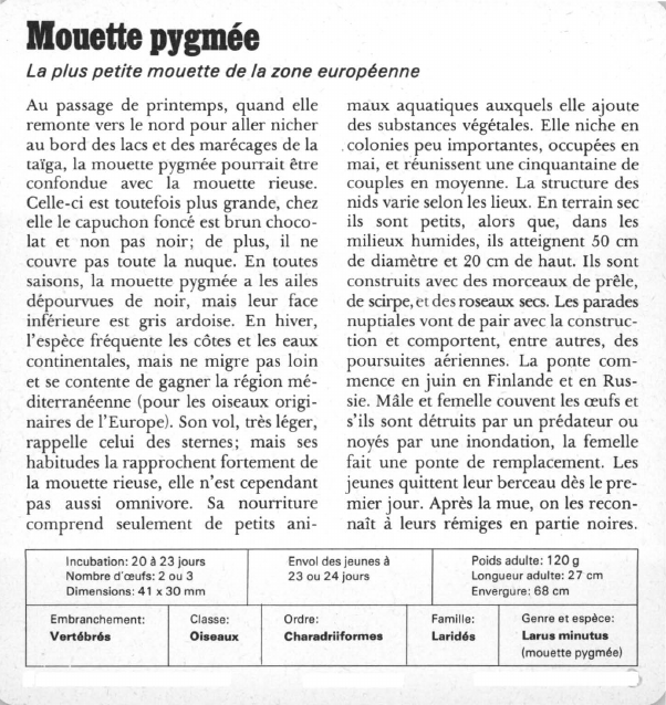 Prévisualisation du document Mouette pygmée:La plus petite mouette de la zone européenne.