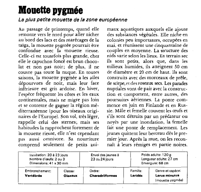 Prévisualisation du document Mouette pygmée:La plus petite mouette de la zone européenne.