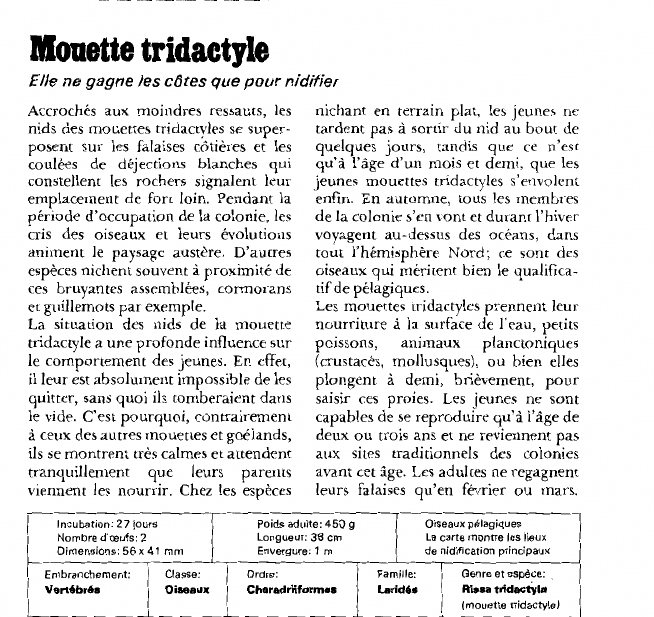 Prévisualisation du document Mouette tridactyle:Elle ne gagne les côtes que pour nidifier.