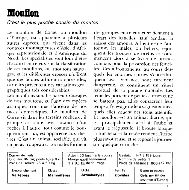 Prévisualisation du document Mouflon:C'est le plus proche cousin du mouton.