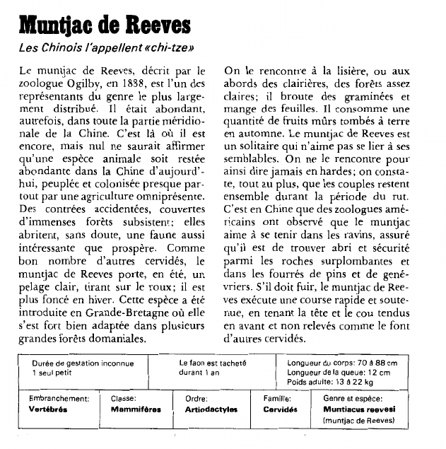 Prévisualisation du document Muntjac de Reeves:Les Chinois l'appellent «chi-tze».